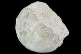 Fossil Sea Urchin (Psephecinus) - Morocco #104535-1